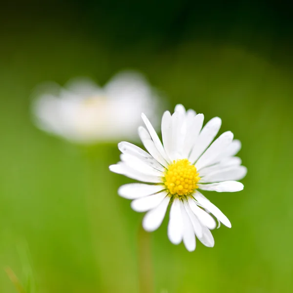 Kamomill blomma över grönt gräs — Stockfoto