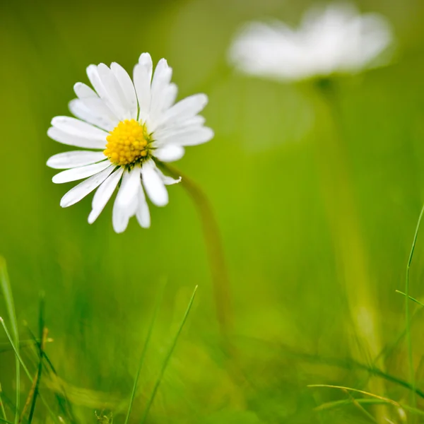 Chamomile flower over green grass — Stock Photo, Image