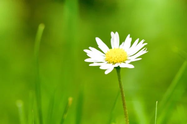 Flor de camomila sobre grama verde — Fotografia de Stock