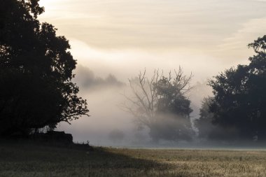 Parkın manzarası. Eski ağaçlar.