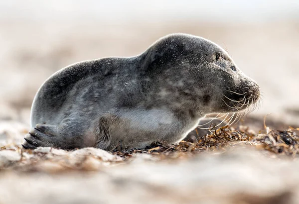 Seehund Strand Der Ostsee — Stockfoto