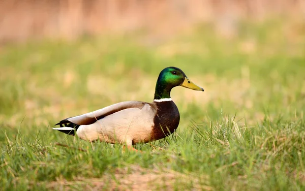 Canard Photographié Dans Nature — Photo