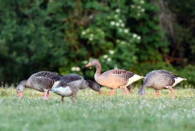 Greylag Goose (Anser anser) beyaz çiçeklerle çimlerin üzerinde duruyor