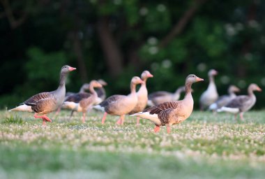 Greylag Goose (Anser anser) beyaz çiçeklerle çimlerin üzerinde duruyor