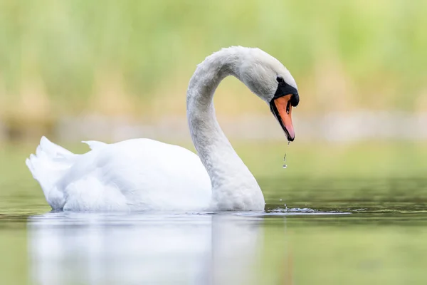 Łabędź Naturalnym Środowisku Pływający Stawie — Zdjęcie stockowe