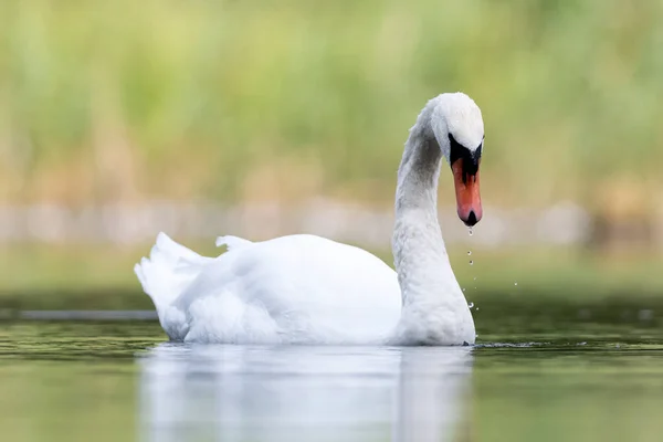 Łabędź Naturalnym Środowisku Pływający Stawie — Zdjęcie stockowe