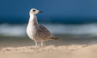 Polonya Denizi kıyısındaki Martı