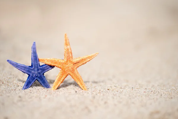 Starfishes på våt sand — Stockfoto