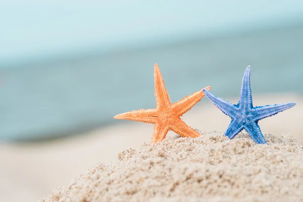 Starfishes em areia molhada — Fotografia de Stock