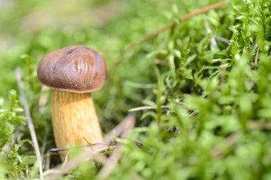 bir kral boletus mantar