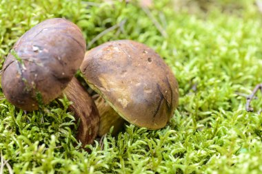 bir kral boletus mantar