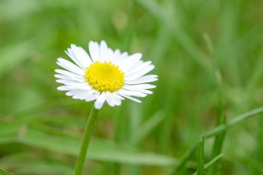 Yeşil çimenlerin üzerinde papatya çiçeği
