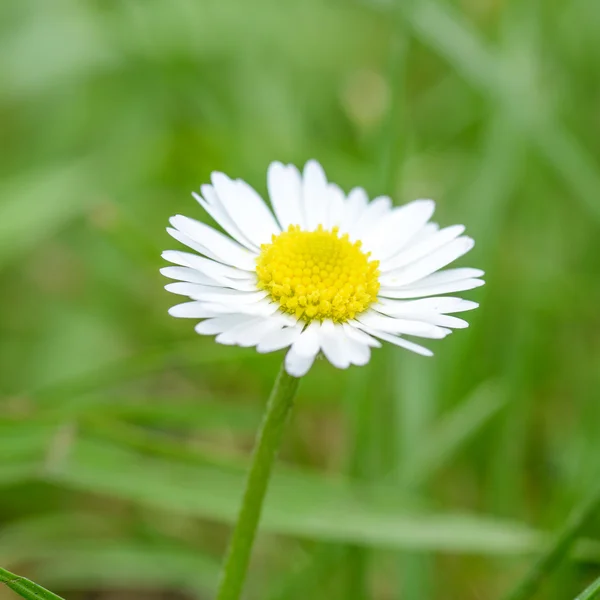 Flor de camomila sobre grama verde — Fotografia de Stock