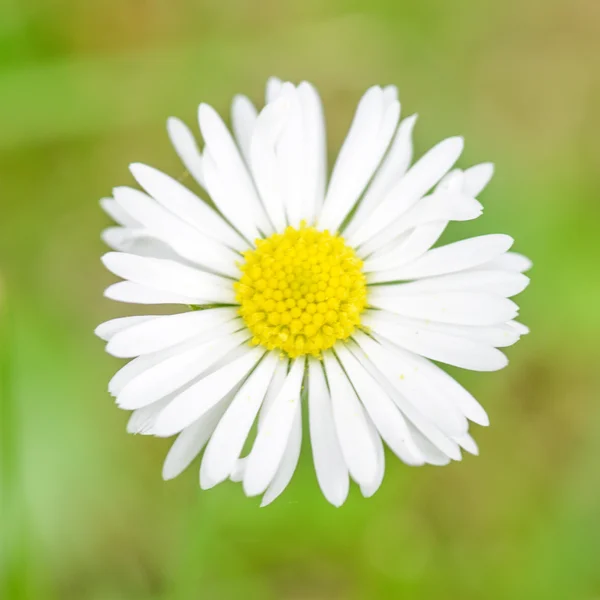 Chamomile flower over green grass — Stock Photo, Image