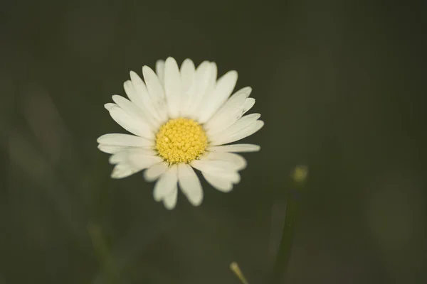 Kamomill blomma över grönt gräs — Stockfoto