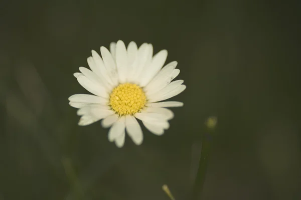 Kamille bloem over groen gras — Stockfoto