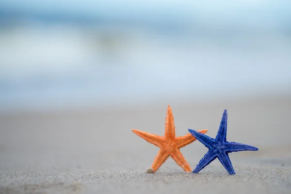 Strand zeesterren — Stockfoto