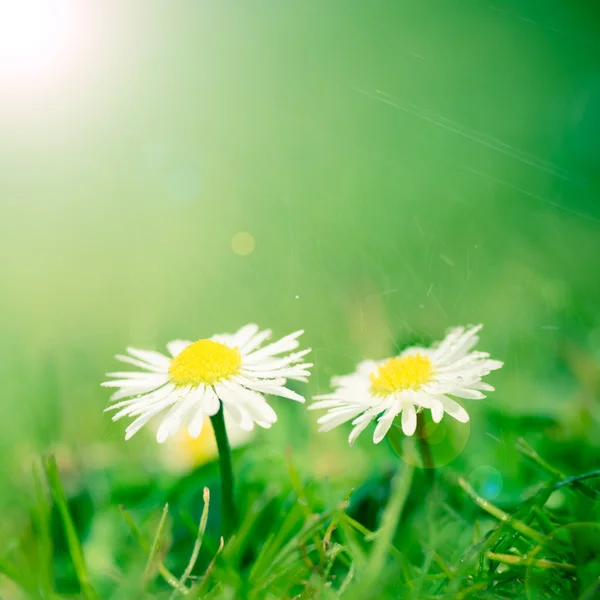 Spring bakgrund med blommor — Stockfoto