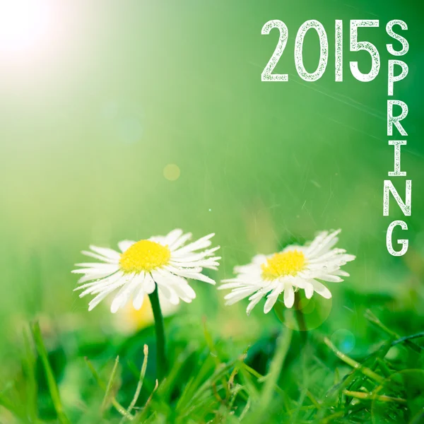 Frühling Hintergrund mit Blumen — Stockfoto