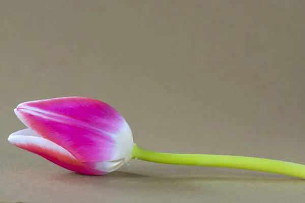 Tulipano rosa bello — Foto Stock