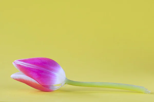 Beaituful tulipa rosa — Fotografia de Stock