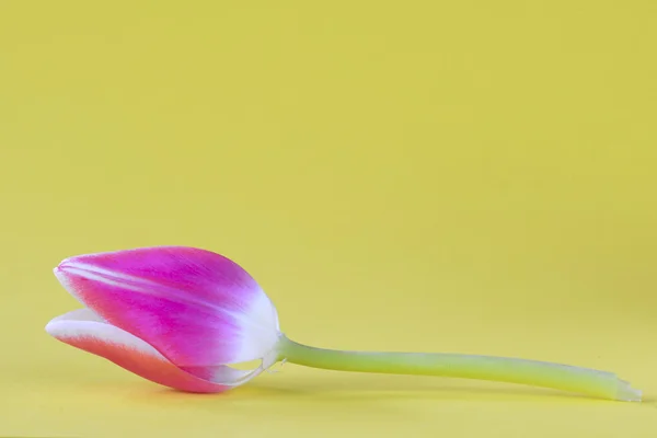 Hermoso tulipán rosa — Foto de Stock