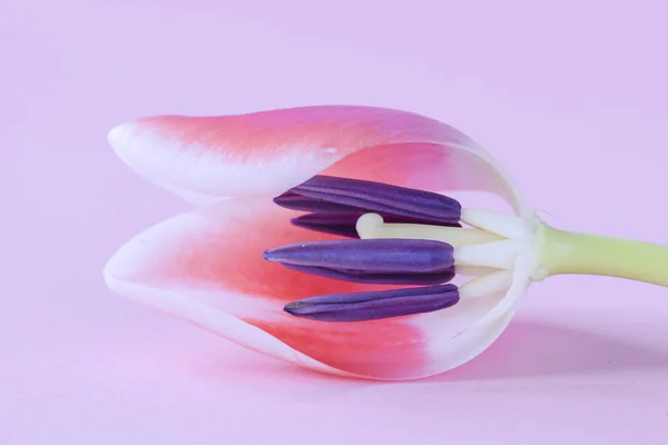 Beaituful růžová Tulipán — Stock fotografie