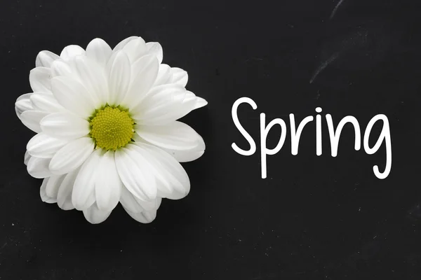 Fiore margherita con sfondo primavera — Foto Stock