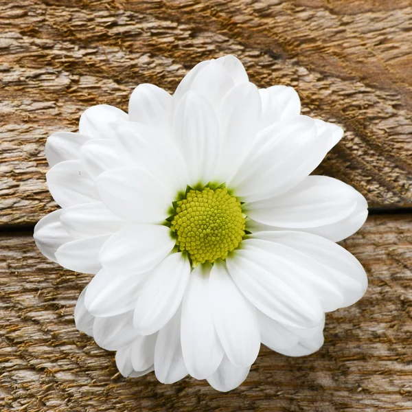 Όμορφη χαμομήλι λουλούδι — Φωτογραφία Αρχείου