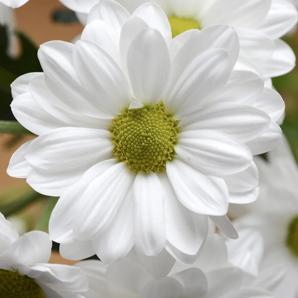 Belle fleur de camomille — Photo