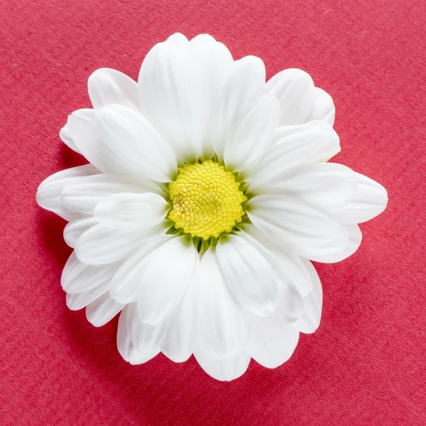 Beautiful Chamomile flower — Stock Photo, Image