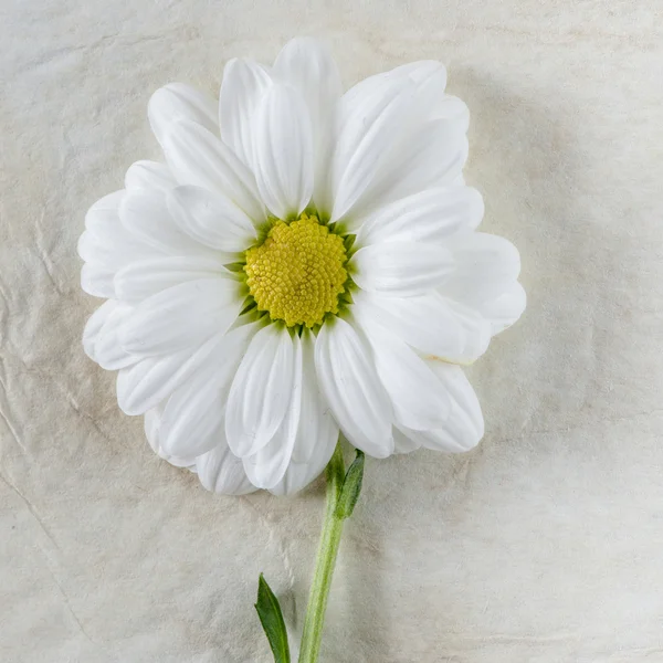 Beautiful Chamomile flower — Stock Photo, Image