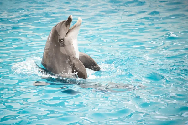 海豚在水中游泳 — 图库照片