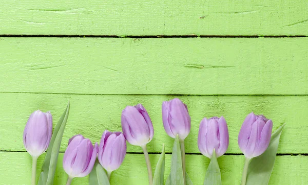 Hermosos tulipanes violetas —  Fotos de Stock