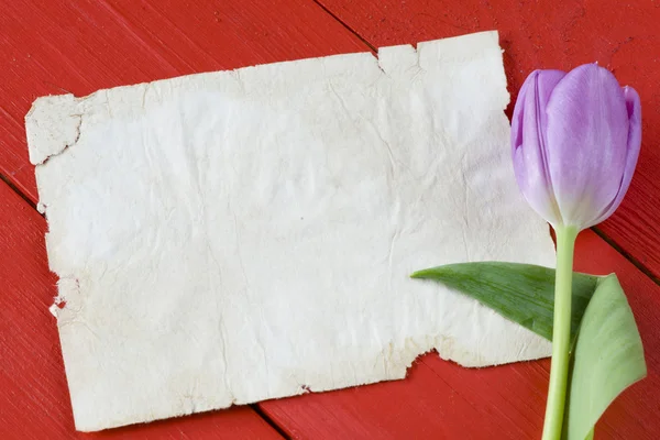 Fialový Tulipán a prázdnou kartu — Stock fotografie