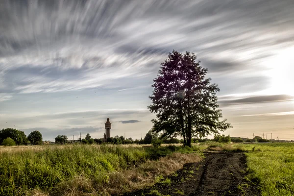 Gröna träd på fältet — Stockfoto