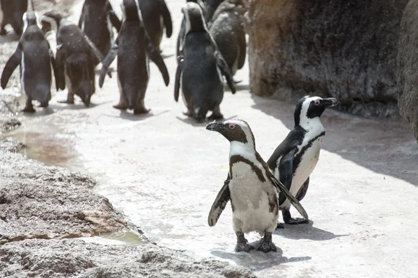 動物園でペンギン動物 — ストック写真