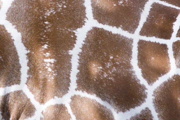 Genuine leather skin of giraffe — Stock Photo, Image