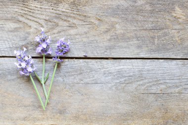 masada çiçek açan çiçekler