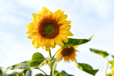 Ayçiçekleri alanı ve gökyüzü