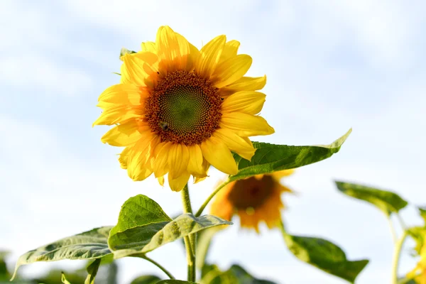 Ayçiçekleri alanı ve gökyüzü