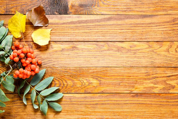 Rowan and autumn leaves — Stock Photo, Image