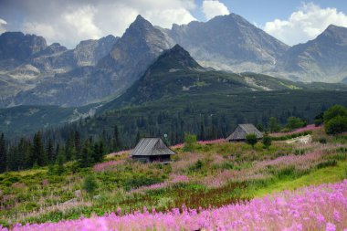 Tatra Dağları 'ndaki kır evleri, canlı pembe kır çiçekleri ve sık yeşil ormanlarla çevrili..