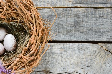 Bıldırcın yumurta