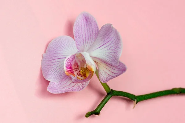 Bellissimo fiore di orchidea — Foto Stock