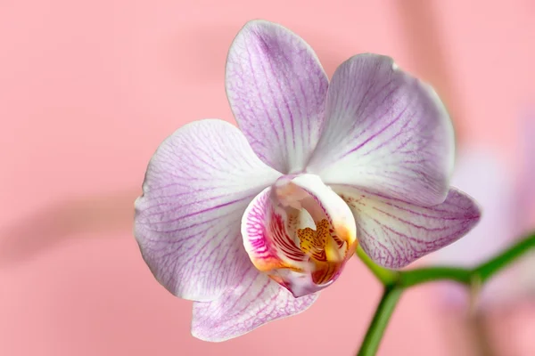 美しい蘭の花 — ストック写真