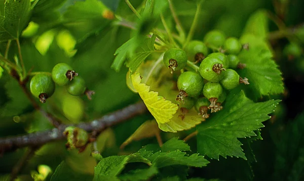 Green black currants — Stock Photo, Image