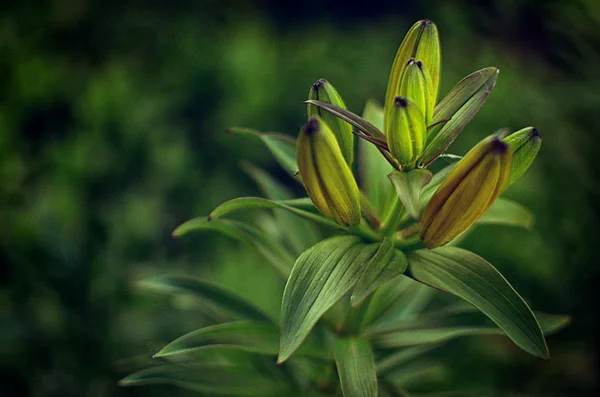 Lelie bloemknop — Stockfoto