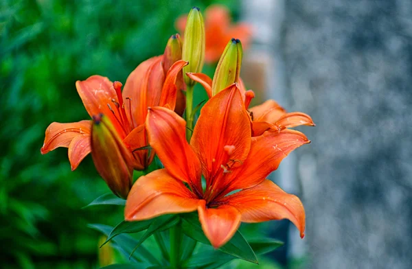 Lilie v zahradě — Stock fotografie