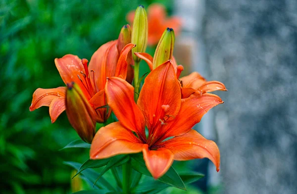 Lily bahçede. — Stok fotoğraf